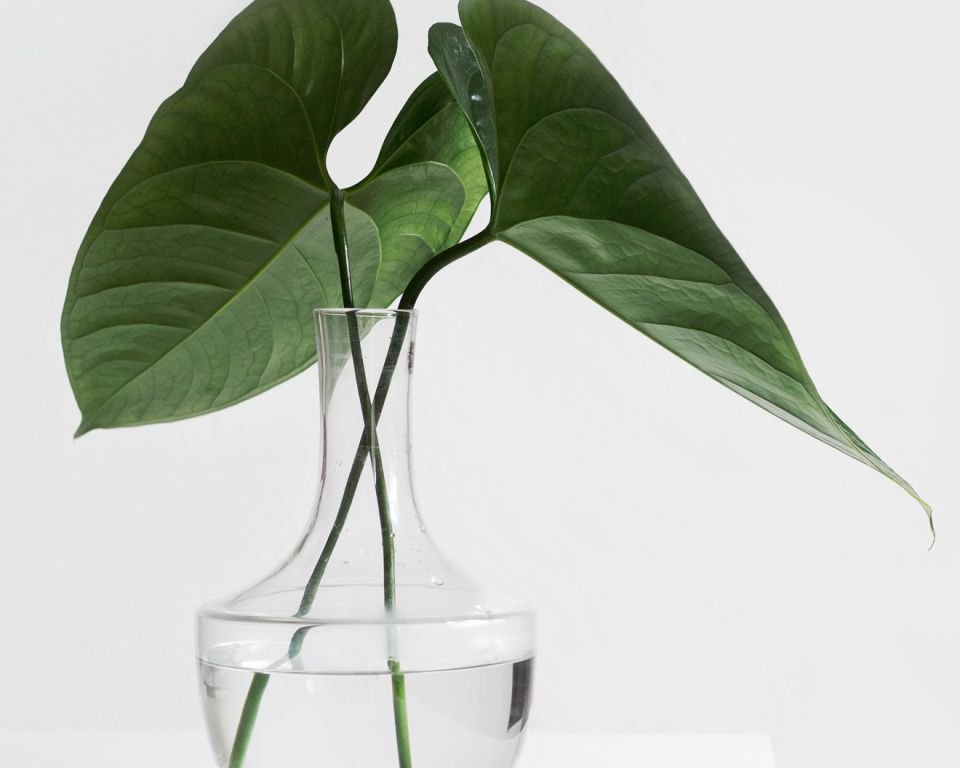 Graphic design stylish vase (Demo)